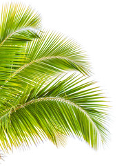 Naklejka premium Group of green palm leaf on white background