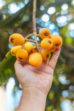 Bunch of loquat or meldar also called Bibasse  held by a man's hand