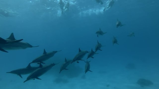 A big group of tourist look at on a pod of Spinner dolphins - Stenella longirostris swims in the blue water. Underwater shot 