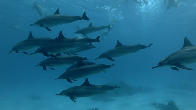 A big group of tourist look at on a pod of Spinner dolphins - Stenella longirostris swims in the blue water. Underwater shot 