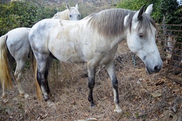 Caballos