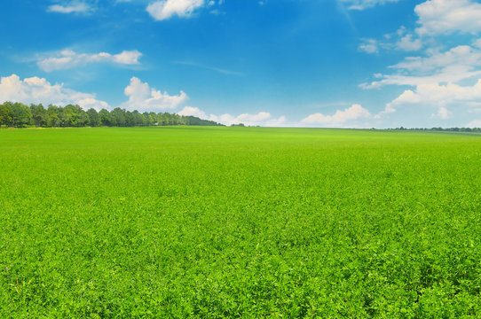 Green field and blue sky with light clouds.