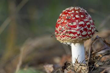 Amanita muscaria fly agaric red mushrooms with white spots in grass