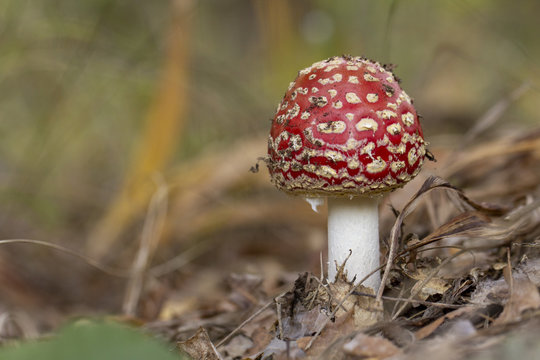 Amanita muscaria fly agaric red mushrooms with white spots in grass