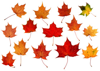 Set of natural colorful falling marple leaves isolated on white background. Autumnal elements for design.