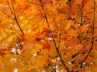 Orange maple leaves on the branches