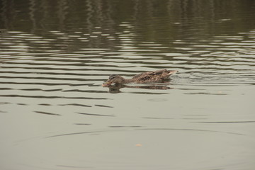 Ducks on the lake
