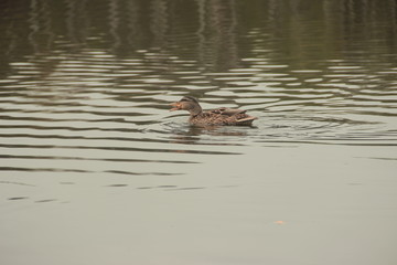 Ducks on the lake