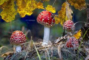 Amanita muscaria fly agaric red mushrooms with white spots in grass