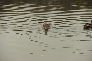 Ducks on the lake