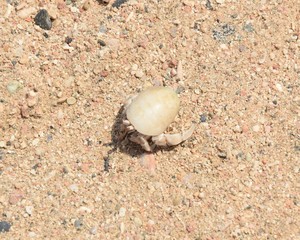 skorupiaki i insekty na plazy w egipcie © Iwona