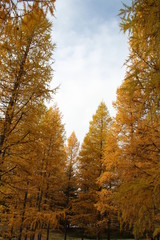 Obraz premium Forest Of The Golden Spruce, U of A Botanic Gardens, Alberta