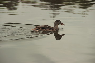 Ducks on the lake