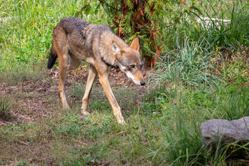 Red wolf