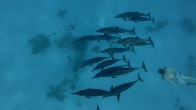 Freediver swim with a pod of Spinner dolphins - Stenella longirostris swims in the blue water. Underwater shot, High-angle shot 