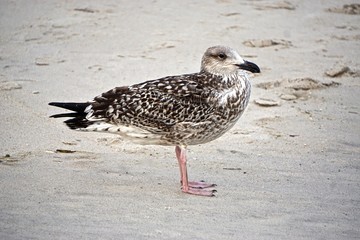 Jones Beach State Park, New York, USA: Ring-billed gull (Larus delawarensis) on the sand at Jones Beach.