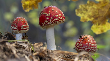 Amanita muscaria fly agaric red mushrooms with white spots in grass