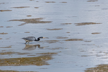 Solitaire, l'Aigrette tricolore sur le sable des rizières  de l'océan Atlantique à marée basse à Cayenne, Guyane française.