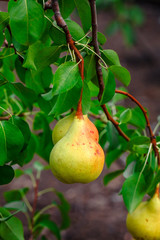 Pears on the tree. Selective focus