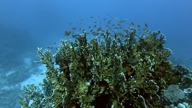 Lyretail Anthias&nbsp;- Pseudanthias squamipinnis swims near Net Fire Coral - Millepora dichotoma in the blue water