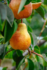 Pears on the tree. Selective focus
