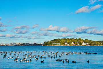                            Seascape with geese on water with harbor and cloudy sky on a background.    