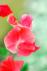 Red Sweet Pea