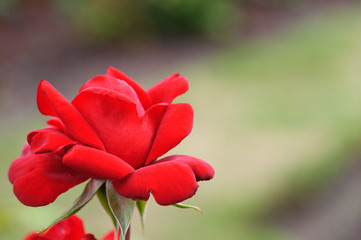 Beautiful red rose