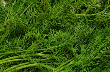 Natural background, consisting of juicy green freshly picked dill.