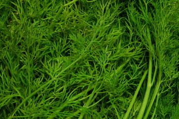 
Natural background, consisting of juicy green dill.