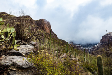 Snowfall in the Catalina Mountains on the Finger Rock hiking trail north of Tucson, Arizona. Beautiful Sonoran Desert landscape with saguaro cactus and a dusting of white in the higher elevations. 