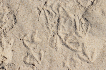 Vogelspuren im Sand