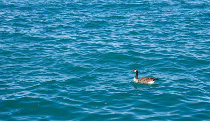 Obraz premium Geese and Water