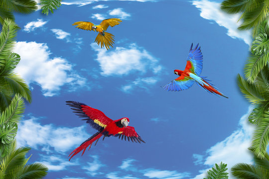 Parrots Flying