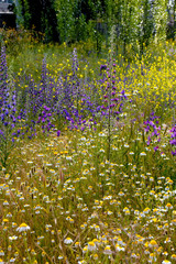 primavera en el campo, colores