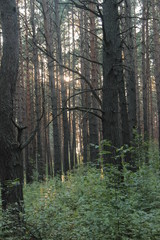 Сосновый бор