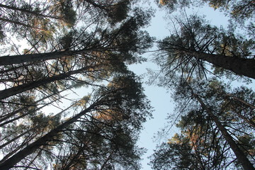 Сосновый бор