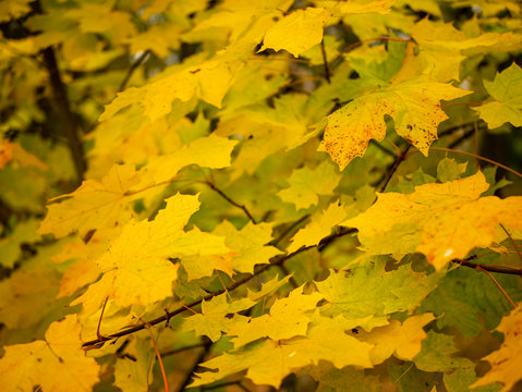 Autumn. Yellow canadian maple leaves.