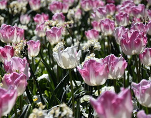Tulip flower. Beautiful tulips on tulip field with green leaf background. Group of pink white tulips in the park. Spring landscape.