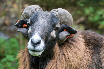 Fototapeta premium goat with a curious look