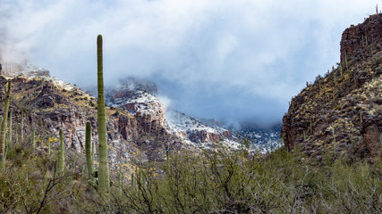 Snowfall in the Catalina Mountains on the Finger Rock hiking trail north of Tucson, Arizona. Beautiful Sonoran Desert landscape with saguaro cactus and a dusting of white in the higher elevations. 