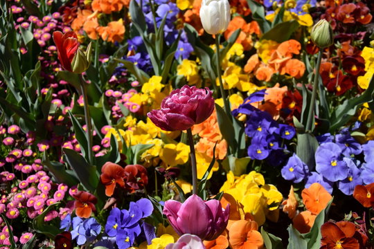 Focus on blooming purple double late tulip. Purple tulip surrounded by multicolour (blue, yellow, orange) flowers. Beautiful tulips on tulip field with green leaf background. Spring concept.