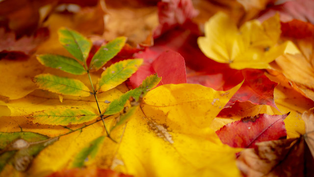 Background of colorful autumn leaves. Copy space.