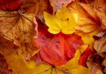 Naklejka na ściany i meble Background of colorful autumn leaves. Copy space.