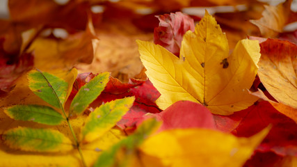 Naklejka na ściany i meble Background of colorful autumn leaves. Copy space.