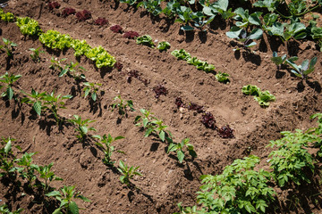 small vegetable plants growing in garden bed ,