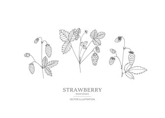 Hand drawn strawberry set.