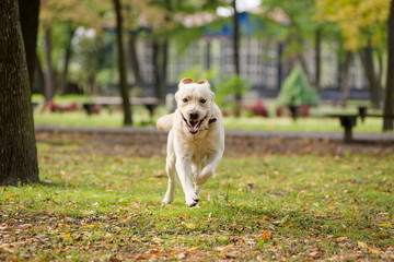 Labrador Retriever walks in the park in the fall.