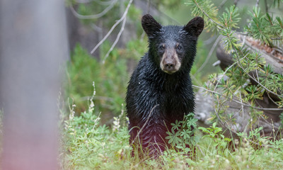 Black bear