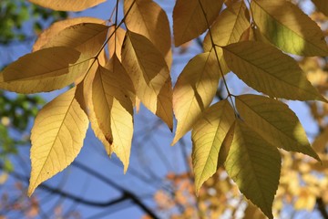 Autumn Beech tree leafs, Jersey, U.K.
Abstract image of a sunlit canopy.